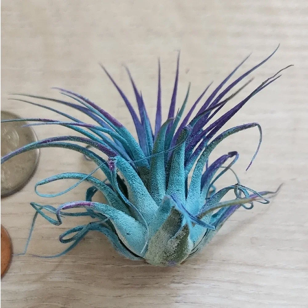Small Blue‎ Purple Preserved Airplant Tillandsia Decorative Botanical Accent